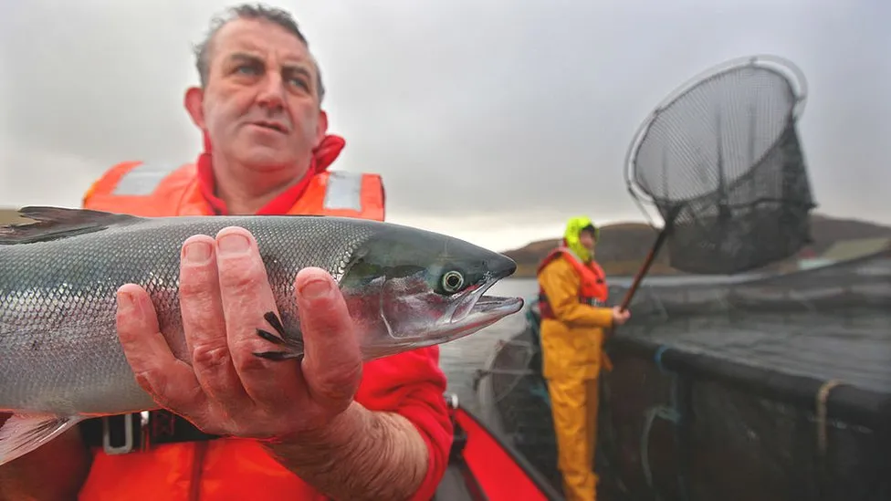 Mass die-offs among farmed salmon on the rise around the world