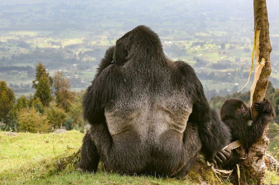 A silverback gorilla near the Volcanoes National Park, Rwanda