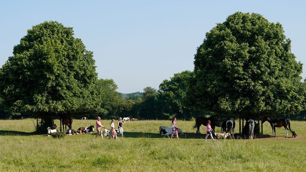 Hundespaziergänger gehen auf Basingstoke Common, Hampshire, an Pferden vorbei, die sich unter Bäumen verstecken