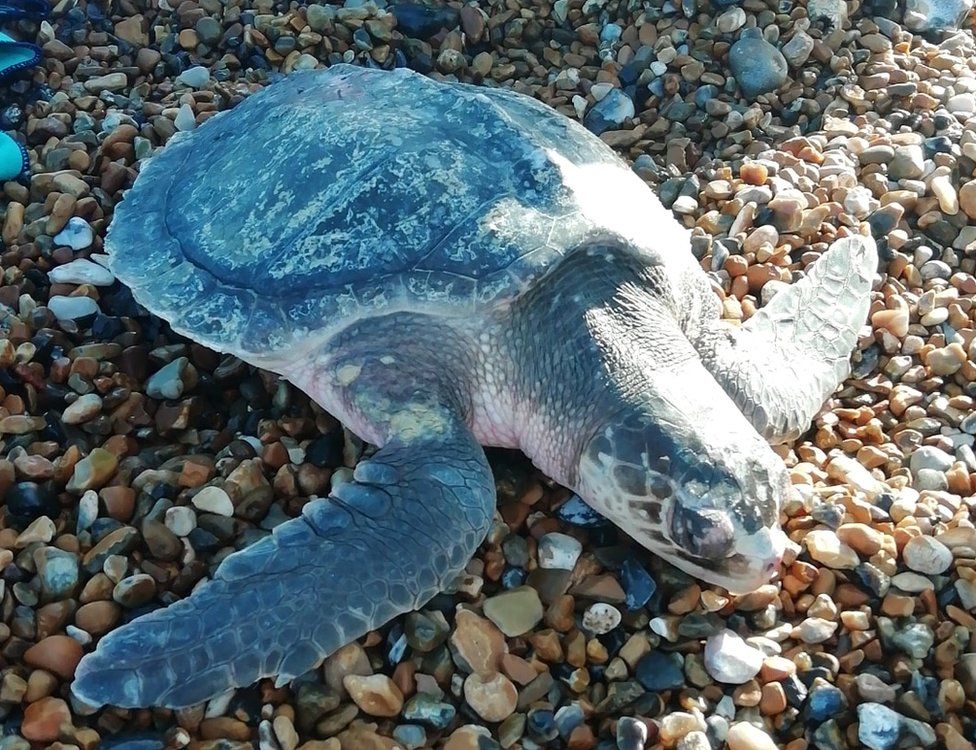 Turtle on Seaford Beach