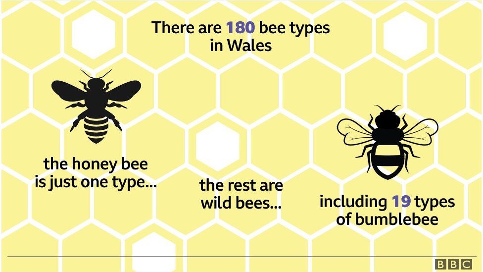 Honey Bee Identification Chart Uk