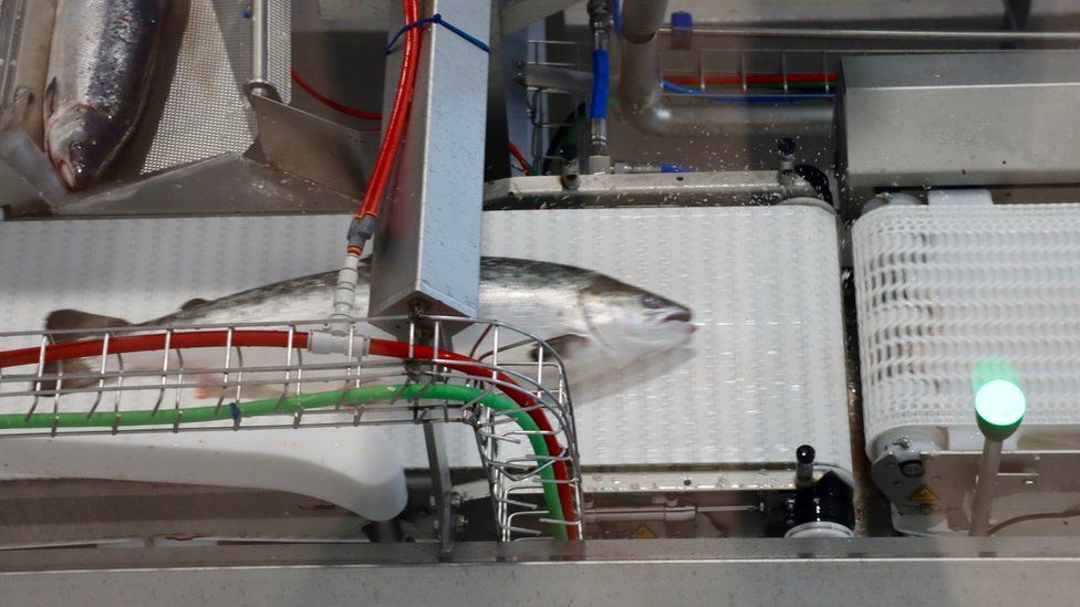 A salmon being processed at Bakkafrost