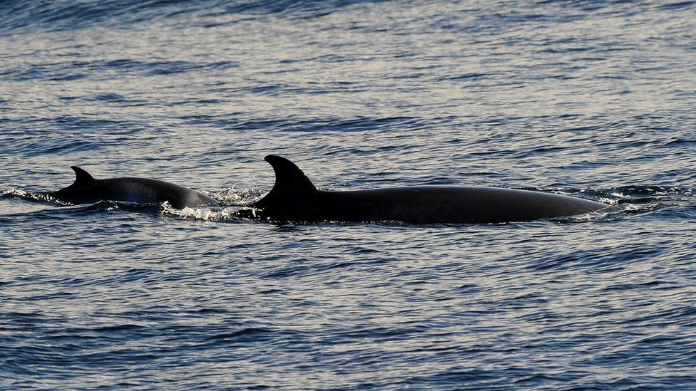 A minke whale (R) and calf rise to the surface off the coast near Sydney, Australia on 8 June 2010