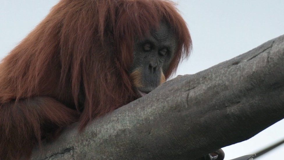 Chester In Palm Oil City Move To Save Orangutan Homes Bbc News 