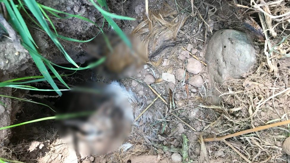 Bodies of guinea pigs left at a badger sett