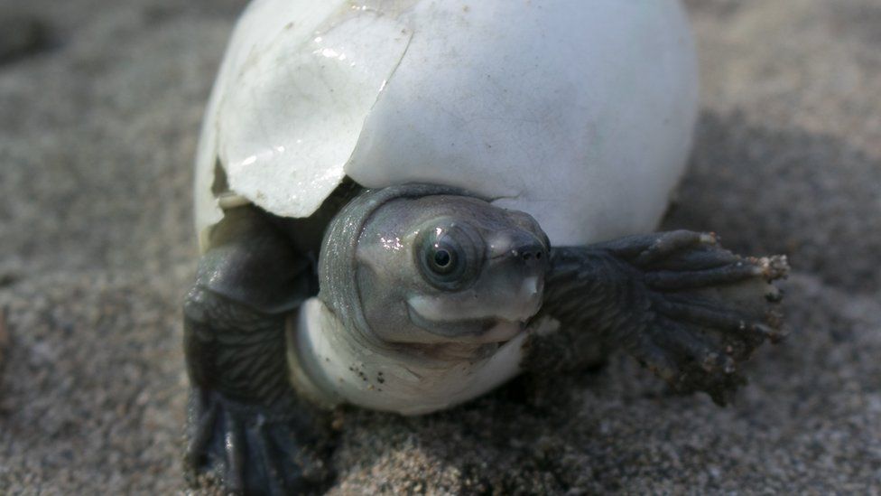 The Burmese roofed turtle: Smiling turtles saved from extinction - BBC ...