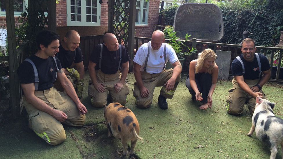 Fire crew with pig after rescue