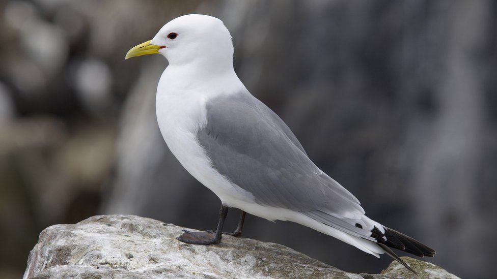 kittiwake