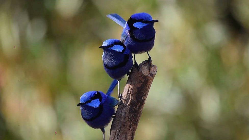 Three fairy wrens sitting together