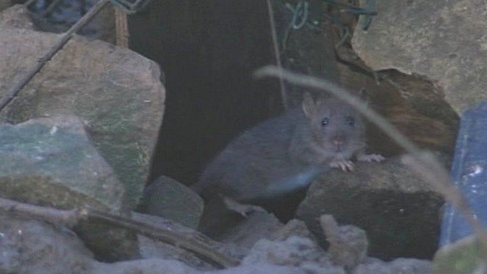 Rat between stones in garden