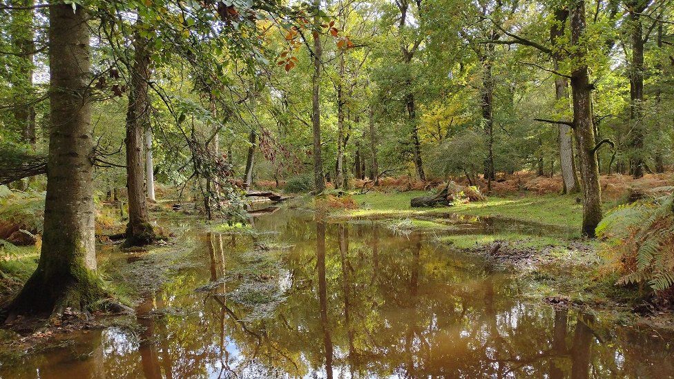 TUESDAY - Brockenhurst