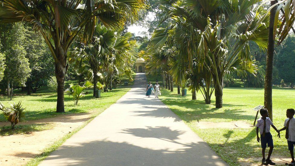 Peridiniya Botanic Garden in Sri Lanka