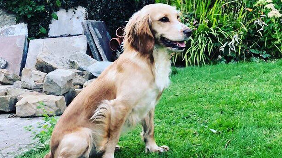 Dog shot dead after being 'mistaken for fox' - BBC News