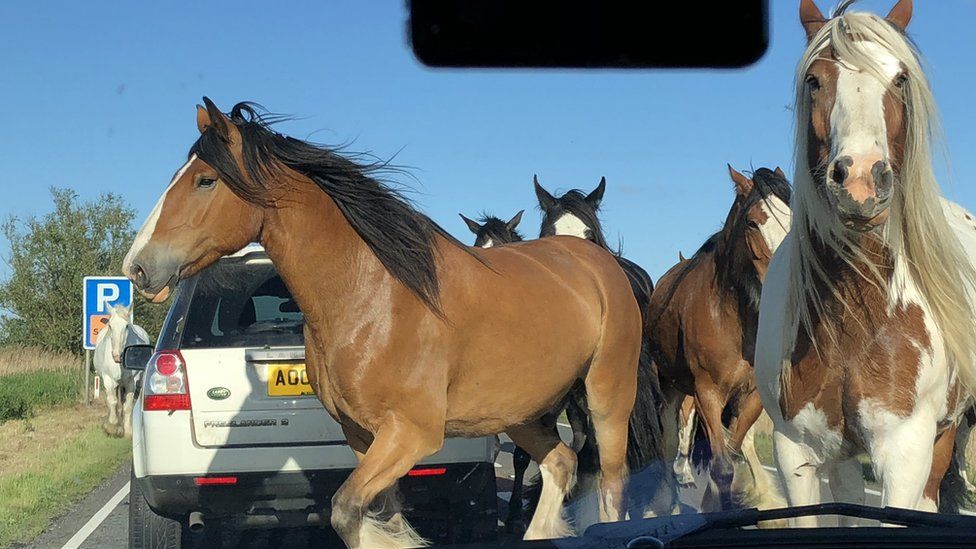 Horses on A47