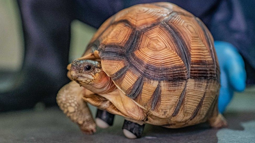 Three-legged ploughshare tortoise finds new life on rollers - BBC News