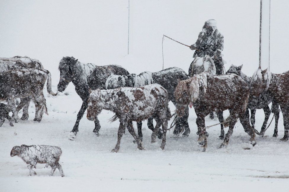 Caballos en la nieve en Xinjiang, China