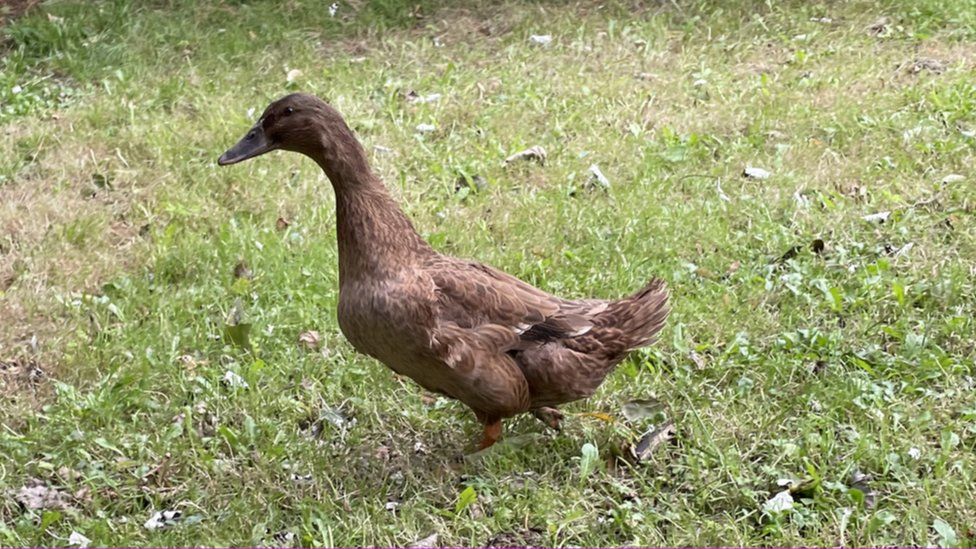 a brown duck on grass