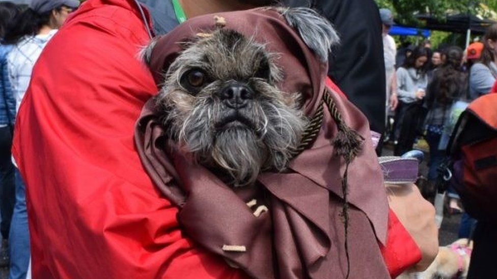 Pictures: Pugs parade dressed in Star Wars costumes - BBC Newsround