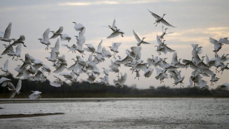 Birds fly over the Rio Doce (Doce River) in Linhares, where, according to Brazil's environmental regulator IBAMA, is about to be flooded with mud after a dam, owned by Vale SA and BHP Billiton Ltd burst, Brazil, November 19, 2015.