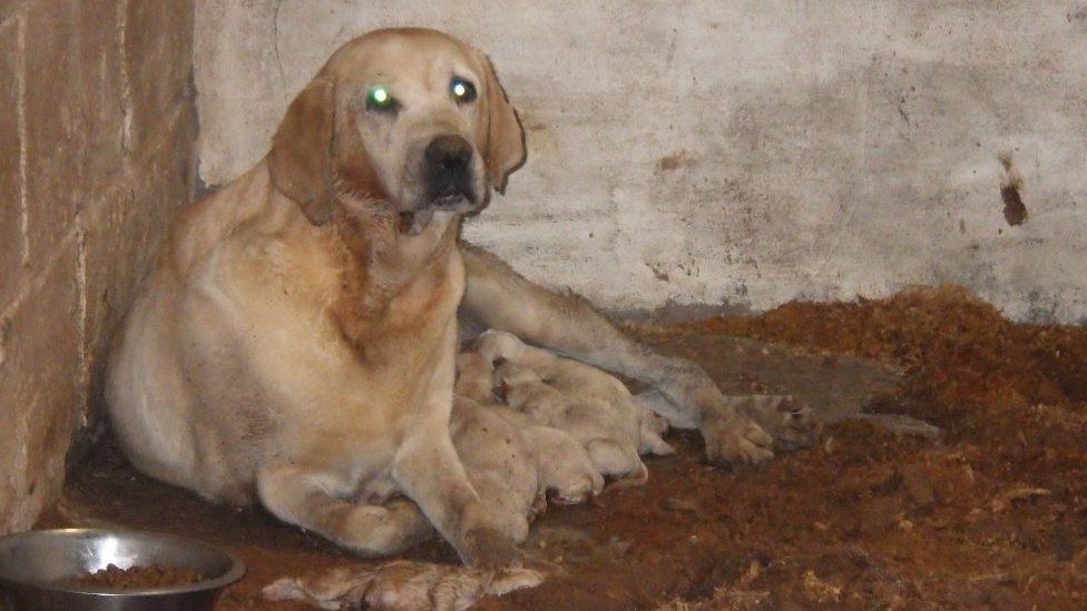 A dog being kept in "horrific" conditions