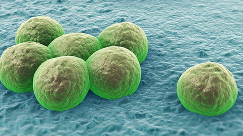 drug resistant bacteria