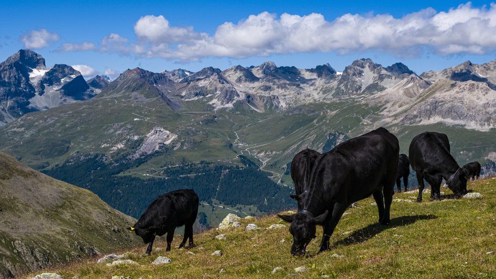 Крупный рогатый скот пасется на пастбищах в Муоттас-Мурагле, Швейцария. Файл фото