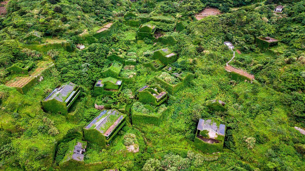 Abandoned village houses covered with overgrown vegetation in Houtouwan on Shengshan island