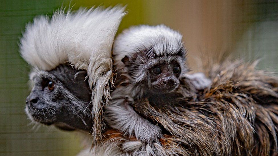 A fluffy, critically endangered baby cotton-top tamarin is protectively carried around by dad Leo at Chester Zoo