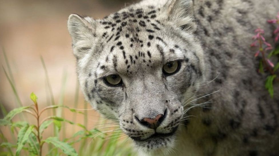 Health spot checks for Highland snow leopard cubs - BBC News