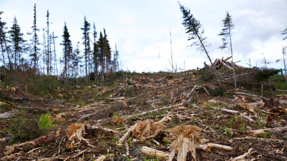 Поваленные деревья в Британской Колумбии