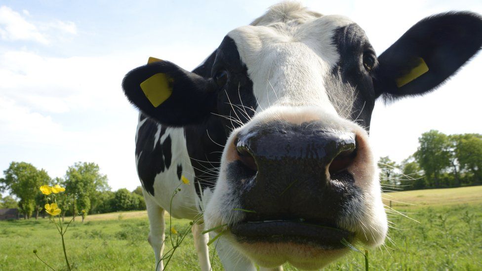 Wrexham farmers fed cows old mince pies and cupcakes - BBC News