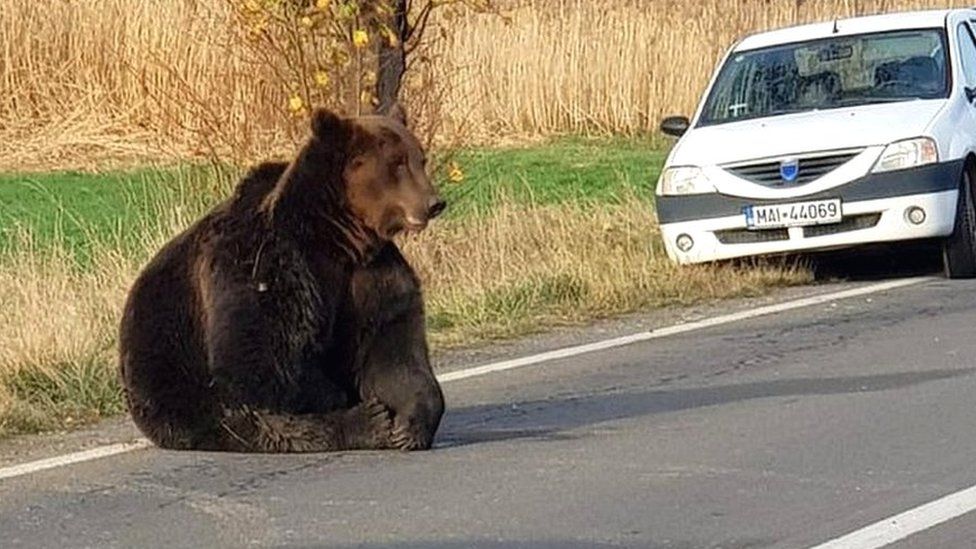 Bear in road