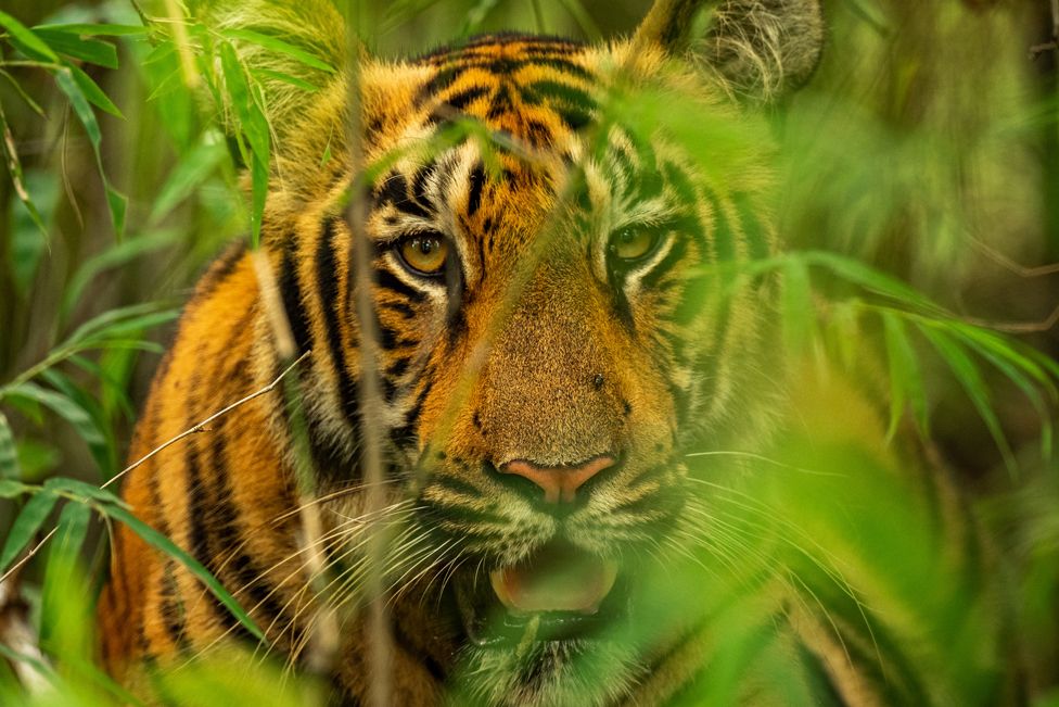 Тигр сфотографирован в тигровом заповеднике Тадоба Андхари в Махараштре, Индия