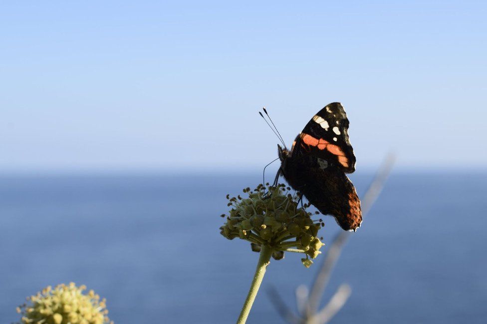 Red Admiral butterfly on a plant