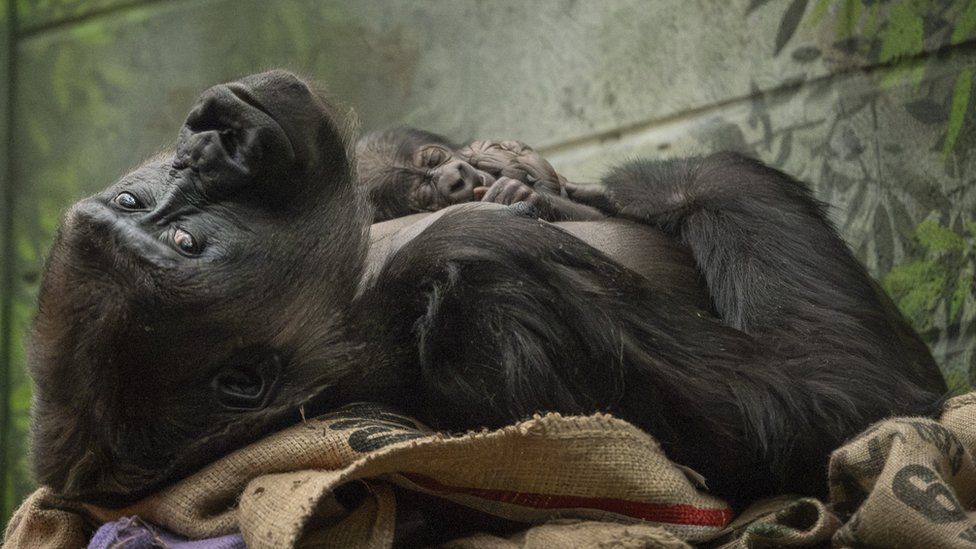 Gorilla mum and baby
