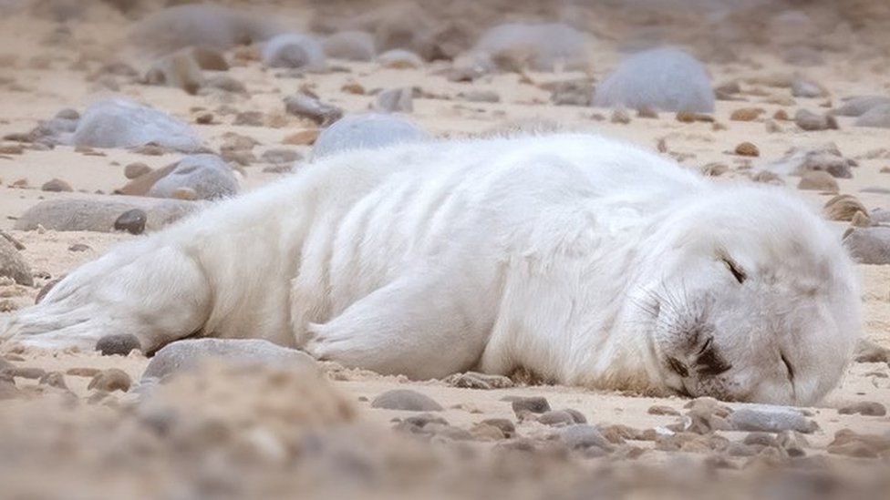 First grey seal pup of the 2022 season at Blakeney Point, Norfolk
