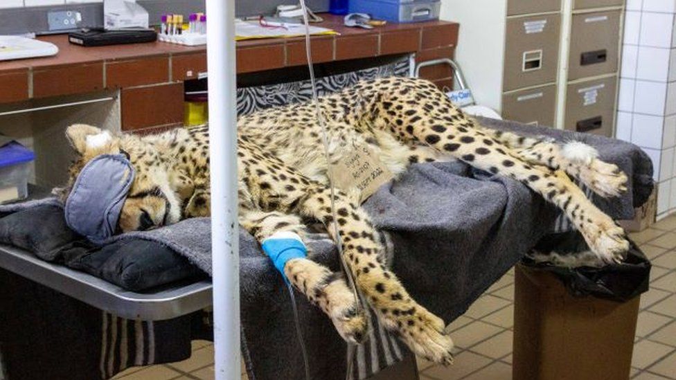 A cheetah rests after being prepared for its translocation to India at the CCF centre in Otjiwarongo, Namibia, September 12, 2022.