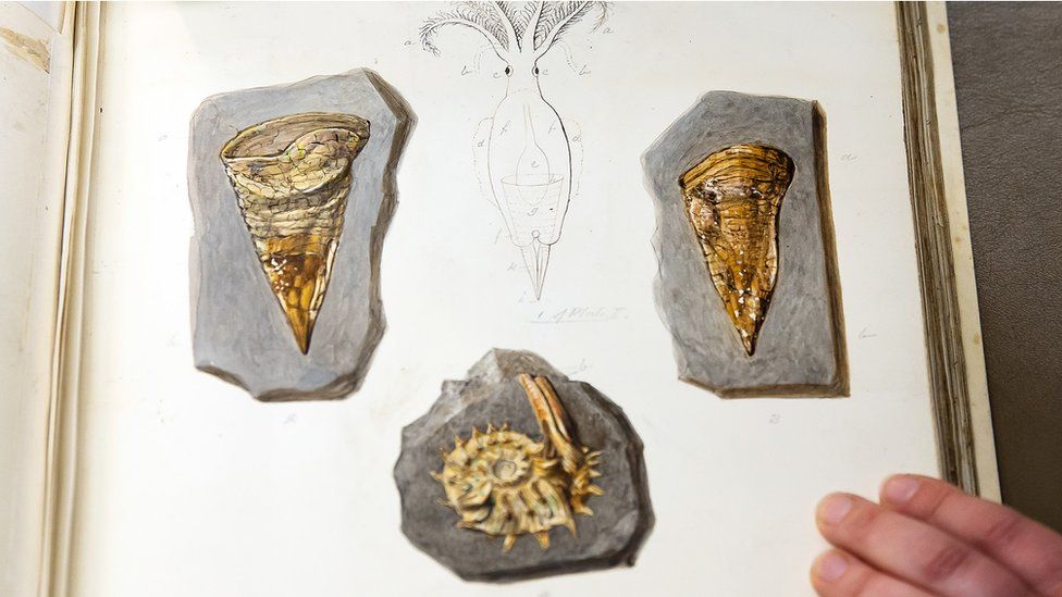 Fossil hunters on the south coast of England sent pictures of their finds to scientists