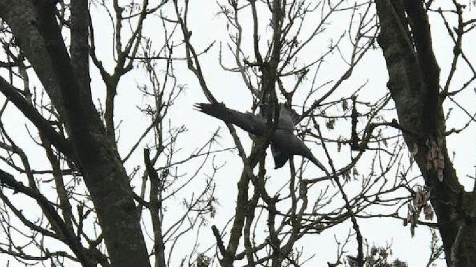 Falcon stuck in a tree