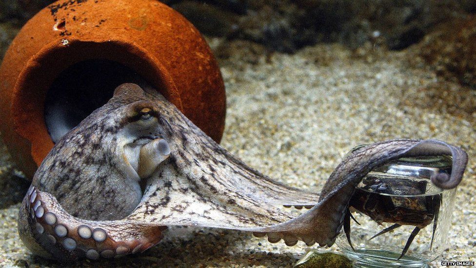 🐙 Otto the Octopus, the six-month-old rabble-rouser, had climbed up the  side of his tank and was squirting water at the 2,000-watt spo