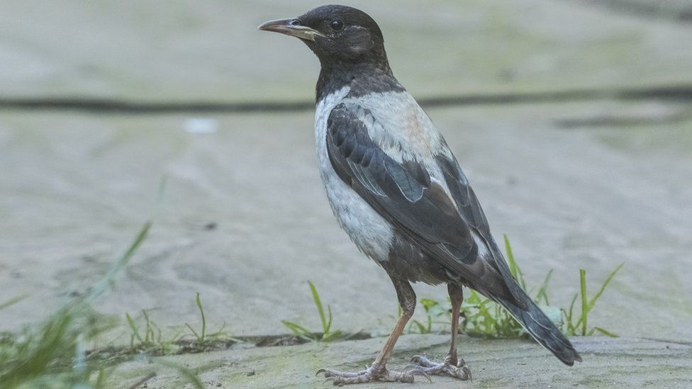 Rose-coloured starling photographed in the garden