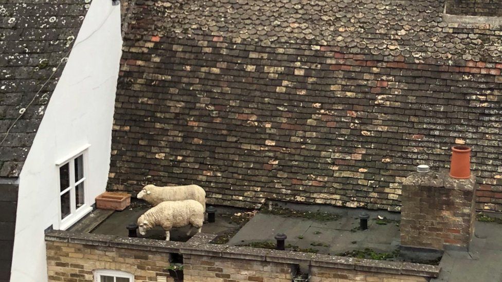 Sheep on Cambridge rooftop cause widespread baa-musement - BBC News