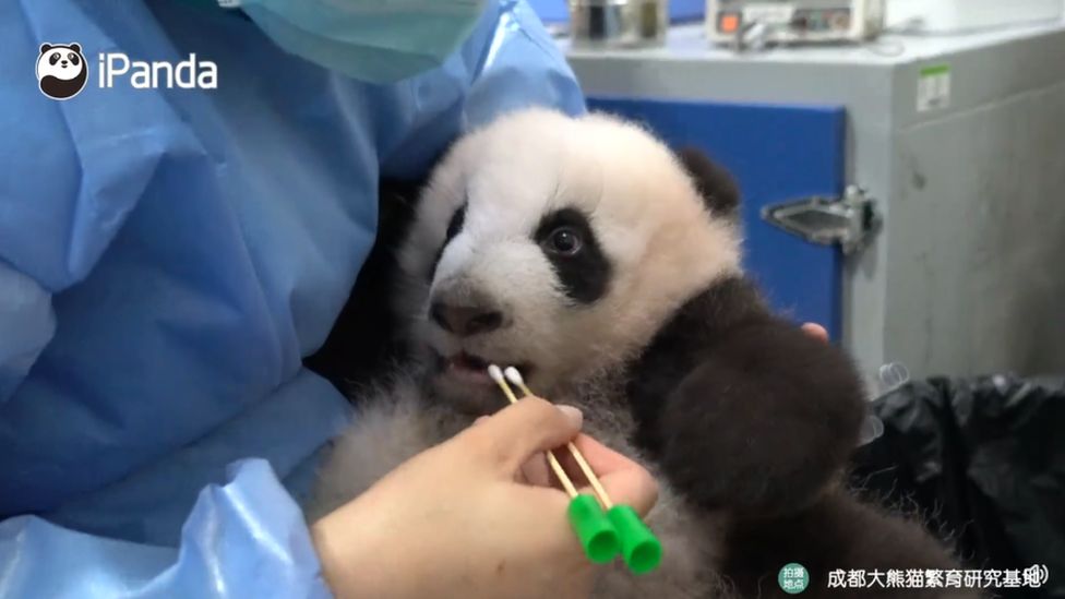 A panda being tested in Chengdu