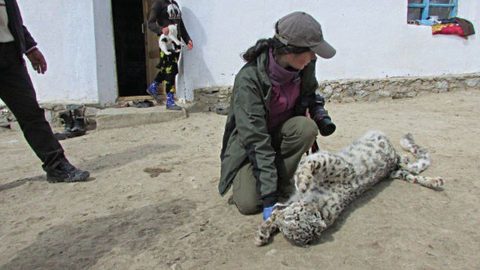 snow leopard dead