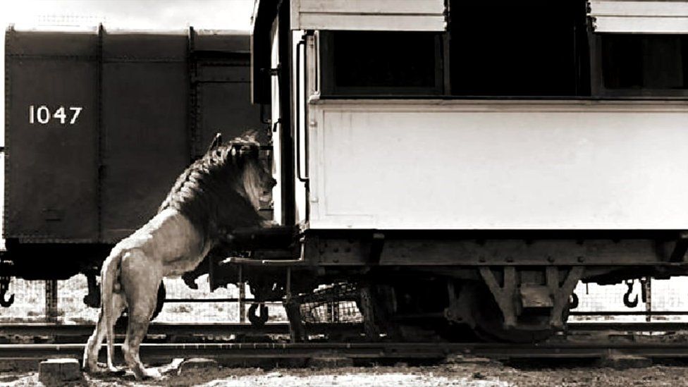 Lion on a train