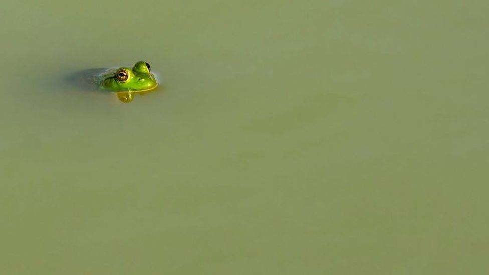 American bullfrog floating at the surface of a farm pond in Kentucky USA