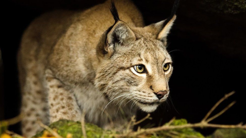 Scottish forest identified for lynx reintroduction - BBC News