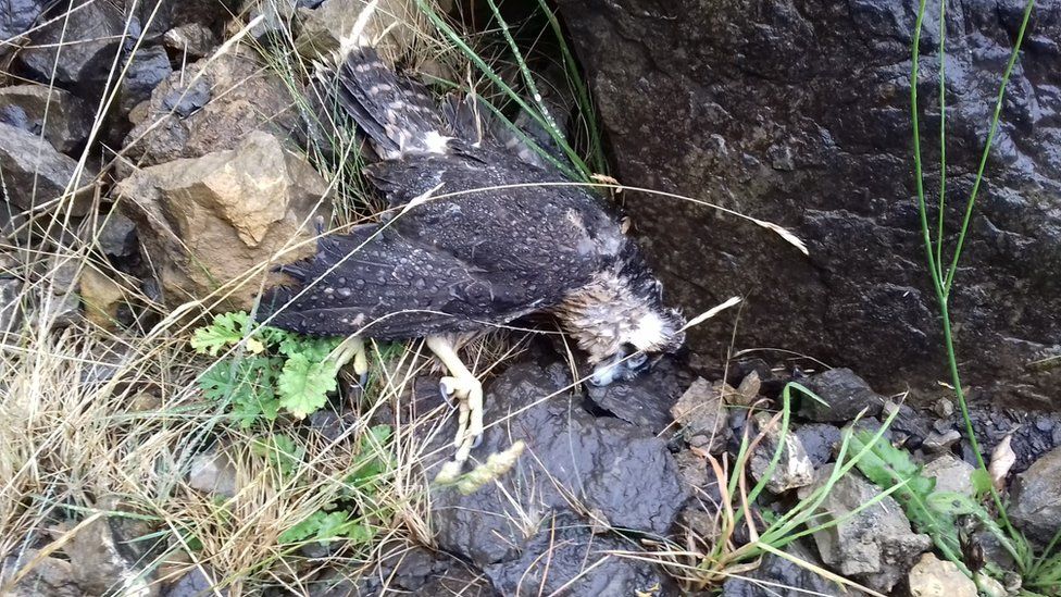poisoned peregrine falcon