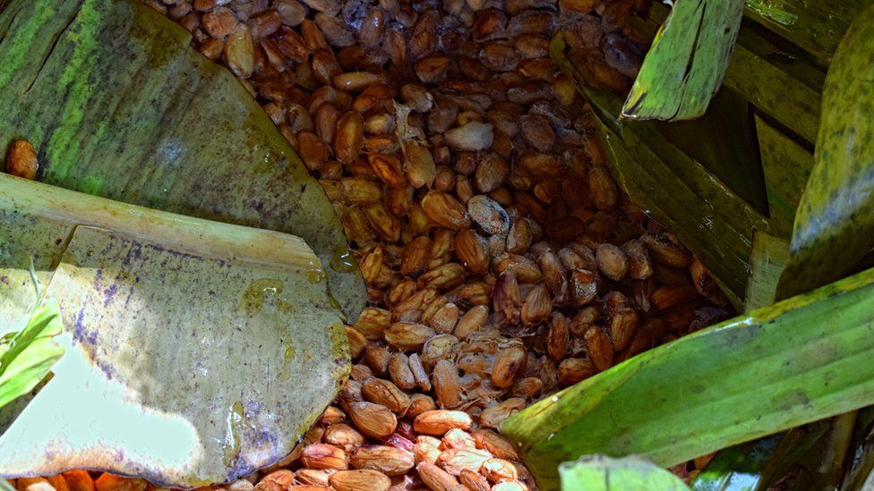 Cocoa beans fermenting under palm and banana leaves in Vietnam