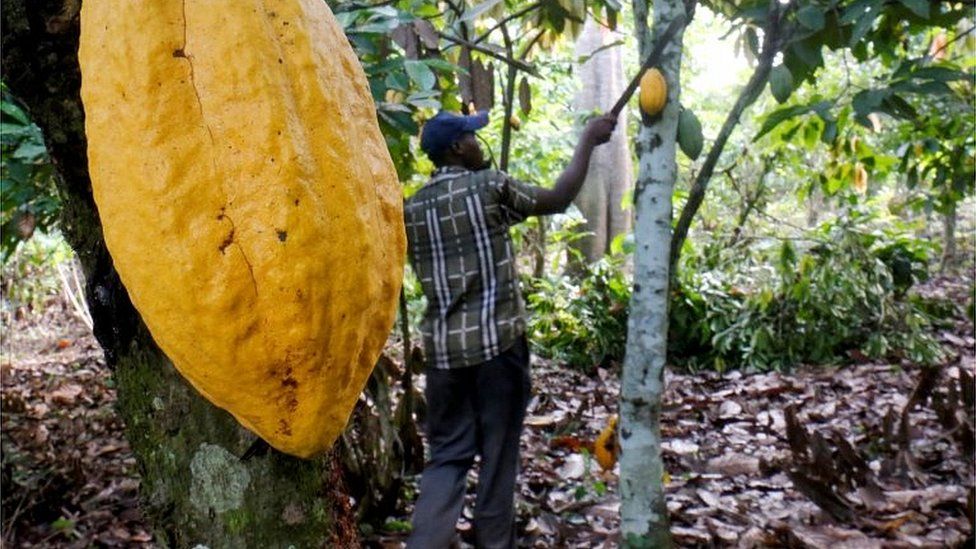 Cocoa farming in the Ivory Coast